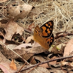 Heteronympha penelope at Molonglo Valley, ACT - 23 Feb 2023 10:08 AM