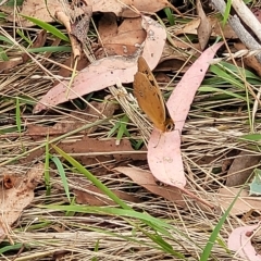 Heteronympha penelope at Molonglo Valley, ACT - 23 Feb 2023 10:08 AM