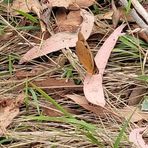 Heteronympha penelope at Molonglo Valley, ACT - 23 Feb 2023 10:08 AM