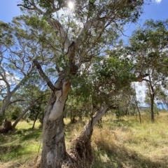 Eucalyptus polyanthemos at Red Hill Nature Reserve - 3 Feb 2023