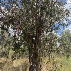 Eucalyptus polyanthemos at Red Hill Nature Reserve - 3 Feb 2023