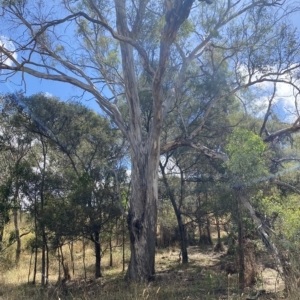 Eucalyptus melliodora at Red Hill Nature Reserve - 3 Feb 2023