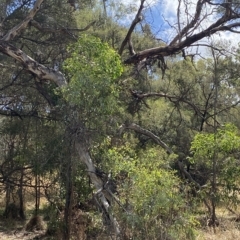 Eucalyptus melliodora at Red Hill Nature Reserve - 3 Feb 2023 02:32 PM