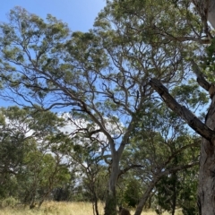 Eucalyptus melliodora at Red Hill Nature Reserve - 3 Feb 2023 02:32 PM