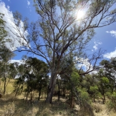 Eucalyptus melliodora at Red Hill Nature Reserve - 3 Feb 2023 02:32 PM