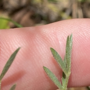 Swainsona sericea at Deakin, ACT - 3 Feb 2023