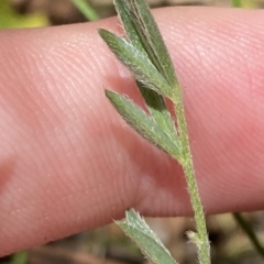 Swainsona sericea at Deakin, ACT - 3 Feb 2023 02:28 PM