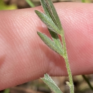 Swainsona sericea at Deakin, ACT - 3 Feb 2023 02:28 PM