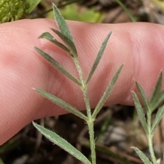 Swainsona sericea at Deakin, ACT - 3 Feb 2023 02:28 PM