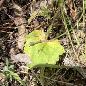 Hydrocotyle laxiflora at Deakin, ACT - 3 Feb 2023