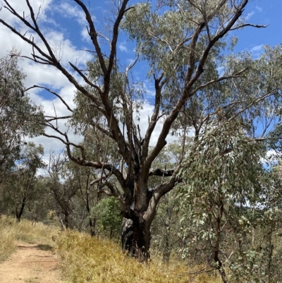 Eucalyptus bridgesiana (Apple Box) at Red Hill, ACT - 3 Feb 2023 by Tapirlord