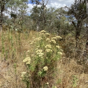 Cassinia longifolia at Deakin, ACT - 3 Feb 2023 02:13 PM