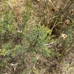 Cassinia quinquefaria (Rosemary Cassinia) at Federal Golf Course - 3 Feb 2023 by Tapirlord