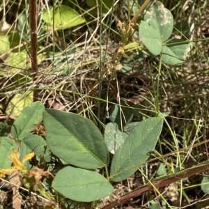 Glycine tabacina at Red Hill, ACT - 3 Feb 2023