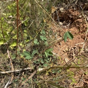 Glycine tabacina at Red Hill, ACT - 3 Feb 2023