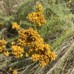 Chrysocephalum semipapposum (Clustered Everlasting) at Hughes, ACT - 3 Feb 2023 by Tapirlord