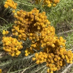 Chrysocephalum semipapposum at Hughes, ACT - 3 Feb 2023