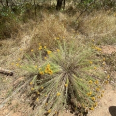 Chrysocephalum semipapposum at Hughes, ACT - 3 Feb 2023