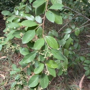 Cotoneaster glaucophyllus at Hughes, ACT - 3 Feb 2023