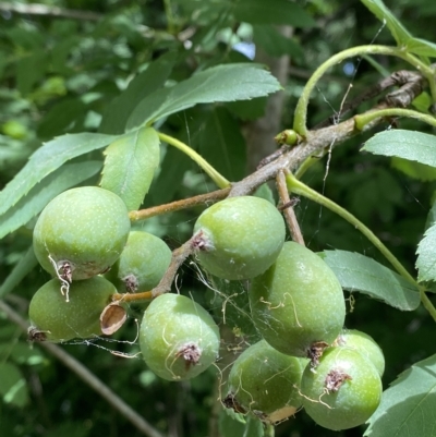 Sorbus domestica (Service Tree) at Federal Golf Course - 3 Feb 2023 by Tapirlord