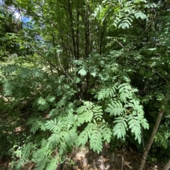 Sorbus domestica at Hughes, ACT - 3 Feb 2023