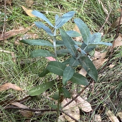 Eucalyptus globulus subsp. bicostata (Southern Blue Gum, Eurabbie) at Federal Golf Course - 3 Feb 2023 by Tapirlord