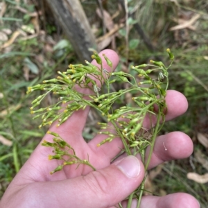 Senecio diaschides at Hughes, ACT - 3 Feb 2023