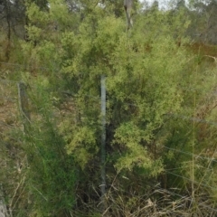 Cassinia quinquefaria (Rosemary Cassinia) at Jerrabomberra, ACT - 23 Feb 2023 by CallumBraeRuralProperty