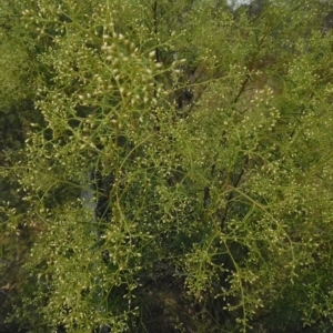 Cassinia quinquefaria at Jerrabomberra, ACT - 23 Feb 2023