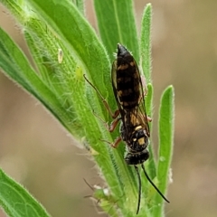 Agriomyia sp. (genus) (Yellow flower wasp) at Molonglo Valley, ACT - 22 Feb 2023 by trevorpreston