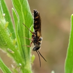 Agriomyia sp. (genus) at Molonglo Valley, ACT - 23 Feb 2023