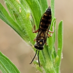 Agriomyia sp. (genus) at Molonglo Valley, ACT - 23 Feb 2023