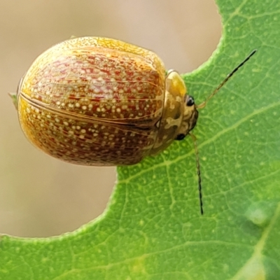 Paropsisterna cloelia (Eucalyptus variegated beetle) at Molonglo Valley, ACT - 23 Feb 2023 by trevorpreston