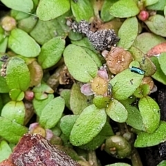 Elatine gratioloides (Waterwort) at Aranda Bushland - 22 Feb 2023 by trevorpreston