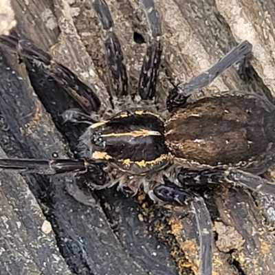 Dolomedes sp. (genus) at Molonglo Valley, ACT - 22 Feb 2023 by trevorpreston