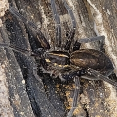 Dolomedes sp. (genus) at Molonglo Valley, ACT - 23 Feb 2023 09:59 AM