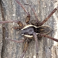 Dolomedes sp. (genus) (Fishing spider) at Molonglo Valley, ACT - 23 Feb 2023 by trevorpreston