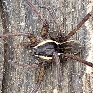 Dolomedes sp. (genus) at Molonglo Valley, ACT - 23 Feb 2023