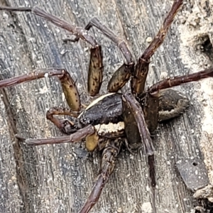 Dolomedes sp. (genus) at Molonglo Valley, ACT - 23 Feb 2023