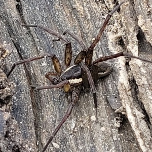 Dolomedes sp. (genus) at Molonglo Valley, ACT - 23 Feb 2023 09:59 AM