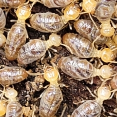 Unverified Termite (superfamily Termitoidea) at Molonglo Valley, ACT - 23 Feb 2023 by trevorpreston