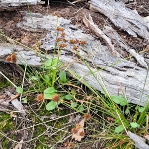 Juncus articulatus at Molonglo Valley, ACT - 23 Feb 2023