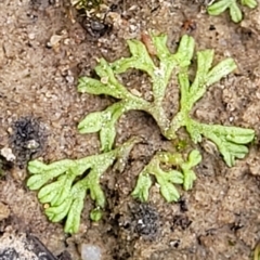 Riccia duplex var. megaspora at Molonglo Valley, ACT - 23 Feb 2023 by trevorpreston
