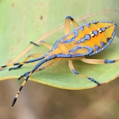 Amorbus alternatus (Eucalyptus Tip Bug) at Molonglo Valley, ACT - 22 Feb 2023 by trevorpreston