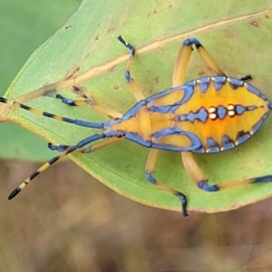 Amorbus alternatus at Molonglo Valley, ACT - 23 Feb 2023