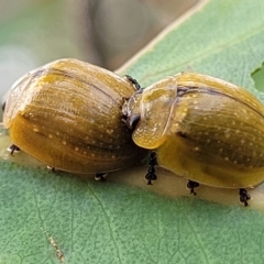 Paropsisterna cloelia (Eucalyptus variegated beetle) at Molonglo Valley, ACT - 22 Feb 2023 by trevorpreston