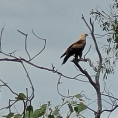 Aquila audax (Wedge-tailed Eagle) at Molonglo Valley, ACT - 23 Feb 2023 by trevorpreston