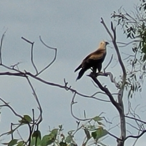 Aquila audax at Molonglo Valley, ACT - 23 Feb 2023 09:43 AM