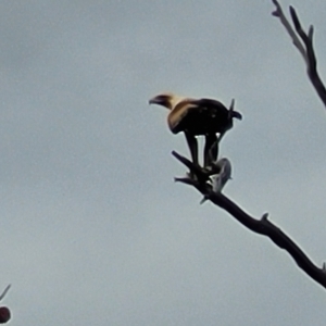 Aquila audax at Molonglo Valley, ACT - 23 Feb 2023 09:43 AM