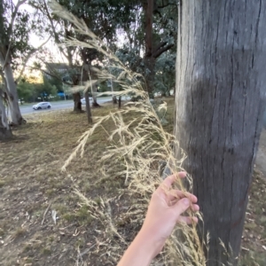 Austrostipa bigeniculata at Hughes, ACT - 6 Feb 2023